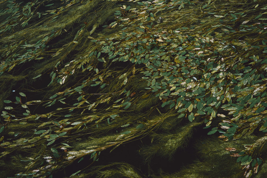 Algae floating on a river